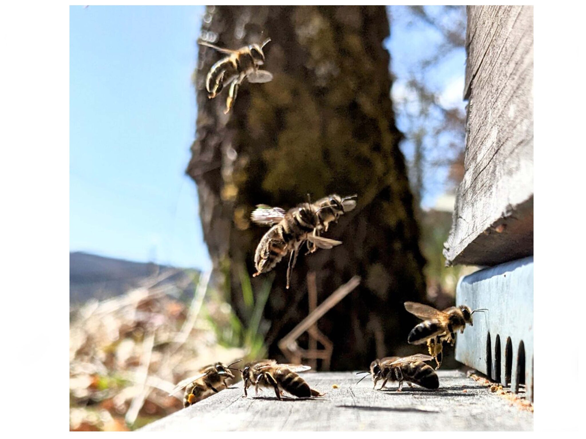 Real-time monitoring system for bee hives