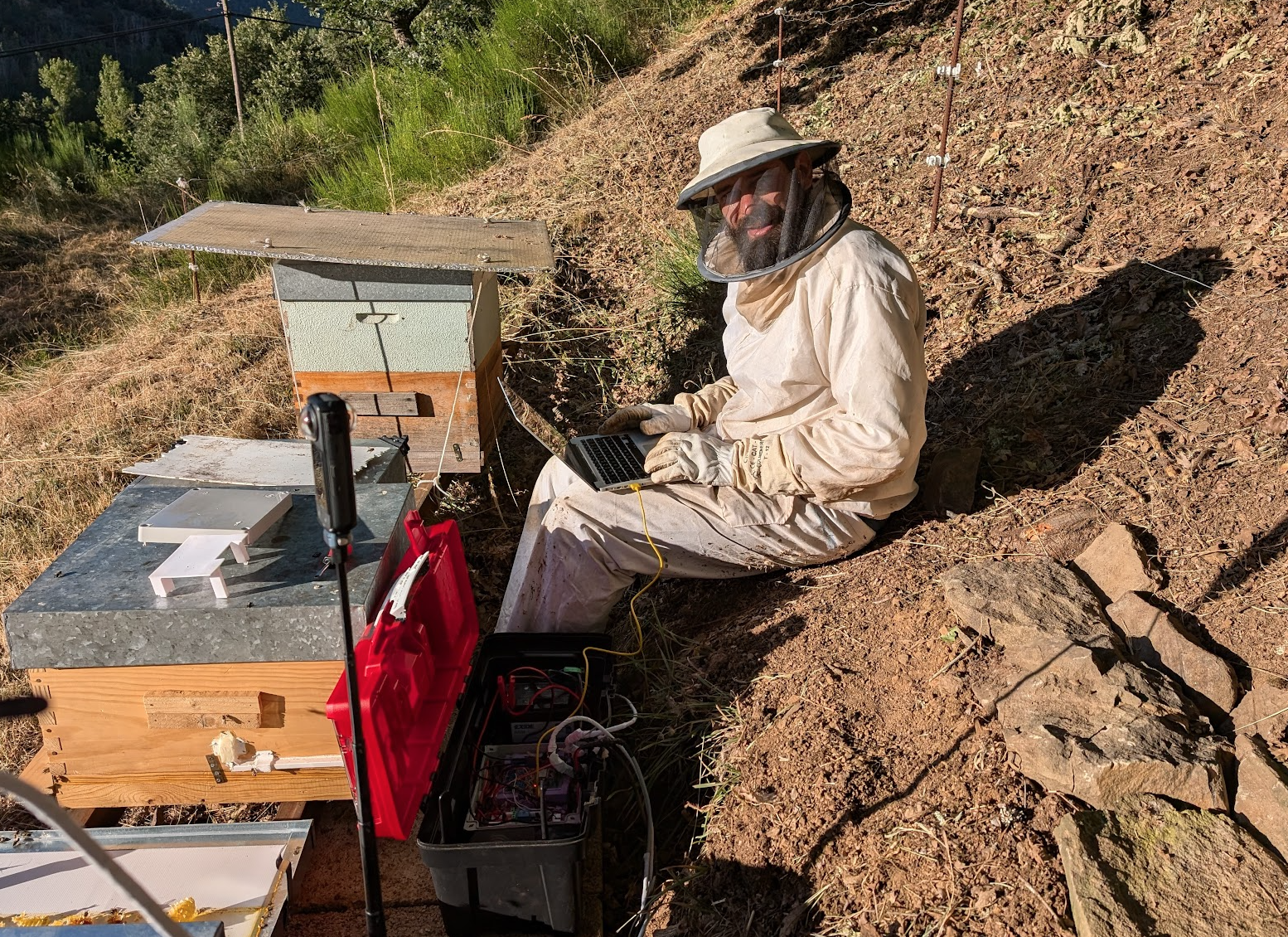 Bees and hive entrance
