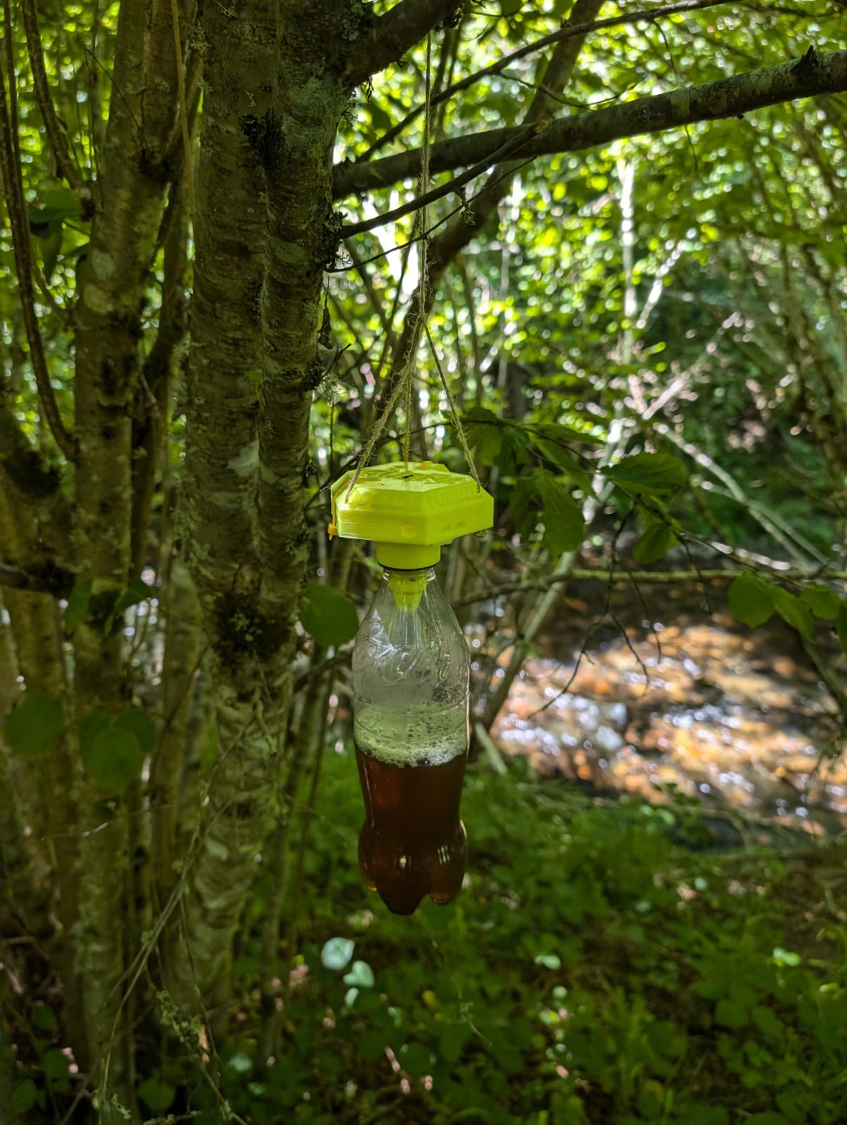 Velutina trap 3D printed structure