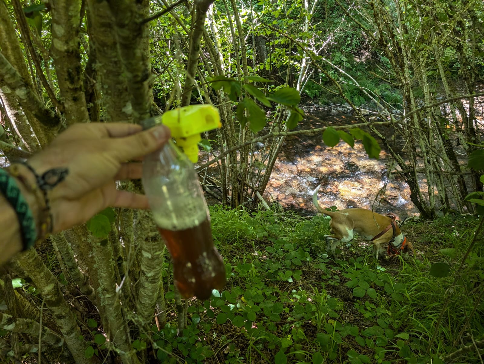 Velutina trap field testing